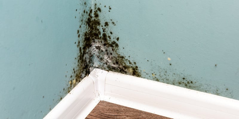 Mold in House in West Des Moines, Iowa