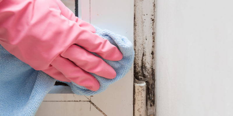 provide mold removal services for your home or business
